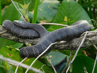 A black rat snake rests on a branch above the swamp