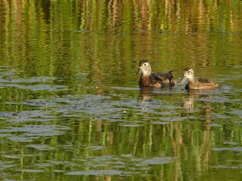 An adult and an adolescent duck swim through a pond in Cuyahoga Valley National Park, Ohio
