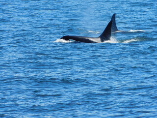 A pair of Orcas surface for air near the San Juan Islands, Washington