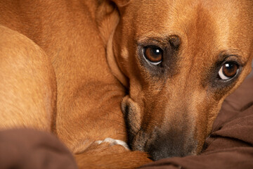 close-up of a sad dog's face
