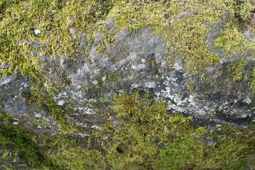 Moosbewachsener Granitstein 