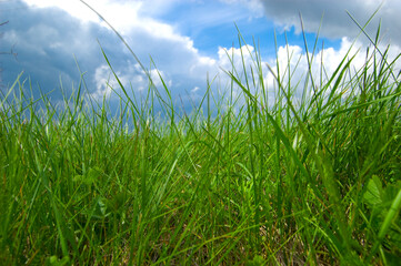 Green grass background. Selective focus with shallow depth of field.