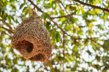 A bird nest which is built from dry hay, hanging down from the tree branch. Animal nature photo. - Powered by Adobe