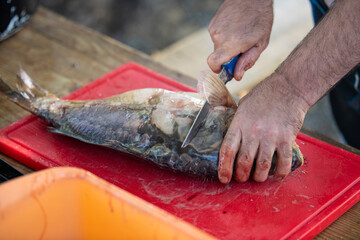 Man cleaning fresh fish on a wooden table with a sharp knife. Fish has been descaled. Cutting up belly of the fish.
