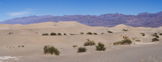 Fototapeta na wymiar Mesquite Flat Sand Dunes in Death Valley national Park panorama during a sunny day with blue skies.