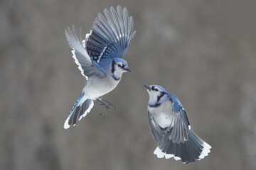 Blue Jays fighting for food at tray feeder on winter afternoon with background of forest. Midair...