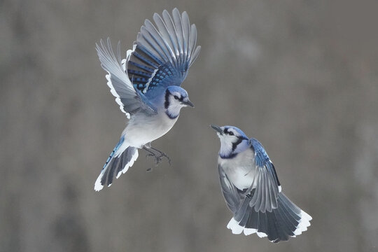 Blue Jays fighting for food at tray feeder on winter afternoon with background of forest. Midair combat and pecking to drive off competing Jays