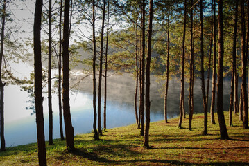 morning in the woods