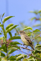 A Yellow-bellied Elaenia also know as Guaracava perched on the branches of a tree. Species Elaenia flavogaster. Animal world. Birdwatching. Flycatcher.