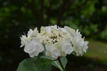 White and off white flowers from the Elizabethan Gardens, North Carolina