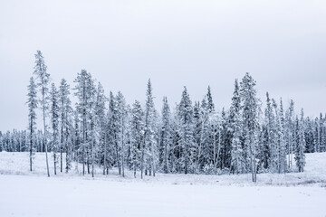 Yukon, Winter Trees