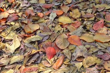 autumn leaves on the ground