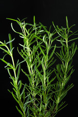 Rosemary isolated on black background, an intense in flavour and popular herb in Mediterranean cuisine