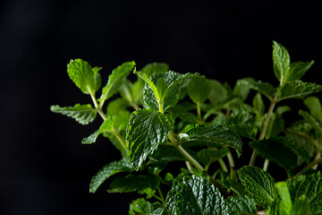 Fototapeta na wymiar Mint (mentha), an aromatic herb