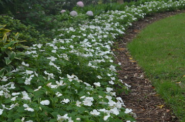 White and off white flowers from the Elizabethan Gardens, North Carolina