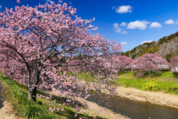 早春の南伊豆　青野川の河津桜