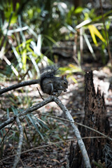 Eastern gray squirrel in Forest