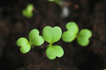 Green seedlings in Green germination tray.Green sprouts in peat close-up.Growing seedlings. Gardening and agriculture. Growing bio organic vegetables and greens.Home garden. 