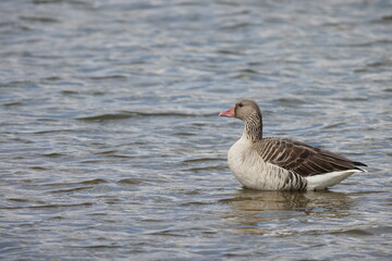 Greylag goose (Anser anser) in Japan
