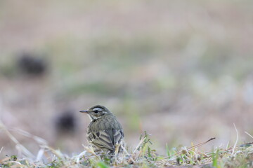 Olive-backed Pipit (Anthus hodgsoni) in Japan