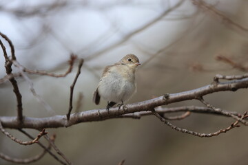 Red-breasted flycatcher (Ficedula parva) in Japan