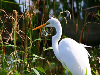 Obraz premium うみなか