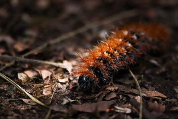 Caterpillar walking under a beam of light