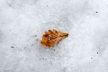 Winter frost on an Oak leaf with frost covered background. Landscape with copy space.
