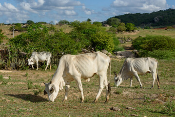 Obraz na płótnie Canvas Livestock. Nellore cattle in the backlands of Paraiba, northeast region of Brazil.