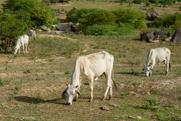 Livestock. Nellore cattle in the backlands of Paraiba, northeast region of Brazil.