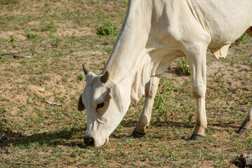 Naklejka na ściany i meble Livestock. Nellore cattle in the backlands of Paraiba, northeast region of Brazil.