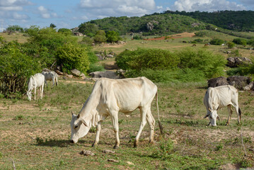 Livestock. Nellore cattle in the backlands of Paraiba, northeast region of Brazil.