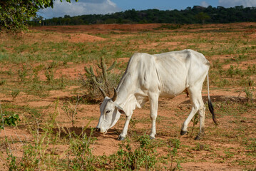 Livestock. Nellore cattle in the backlands of Paraiba, northeast region of Brazil.