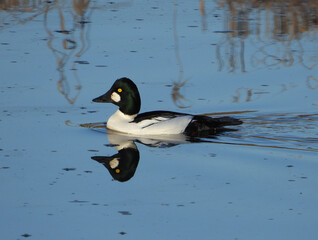 Common Goldeneye duck and his reflection in the water