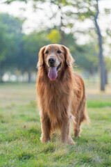 The Golden Retriever is playing on the park lawn