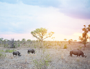 Naklejka na ściany i meble Days end in the wild. Shot of rhinos in their natural habitat.