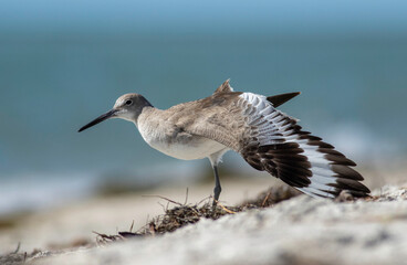 A willet sandpiper shorebird spreads its wings on the sandy beach shoreline in Florida. 