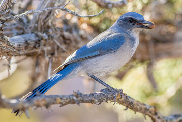 A woodhouse's scrub jay formerly known as a western scrub jay, feeds on acorns dropped from a nearby tree. 