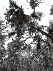 bottom up view of winter snow-covered pine trunks and branches, selective focus.