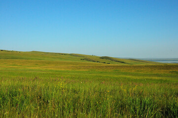 Hilly endless steppes overgrown with tall grass under a summer blue sky.