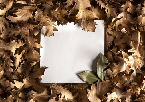 autumn oak golden brown leaves on a wooden background. minimal creative flatlay composition.