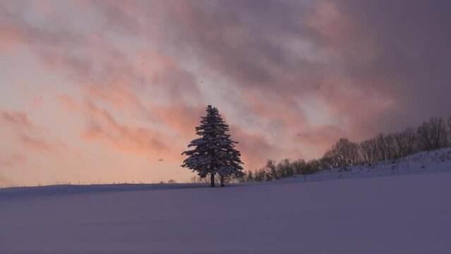 Footage of two pine trees under snowfall during a colorful sunset, Biei, Hokkaido, Japan