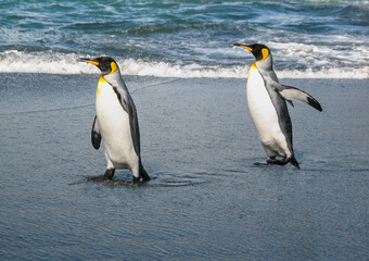Fototapeta premium Penguins Strolling by the Sea, South Georgia Island