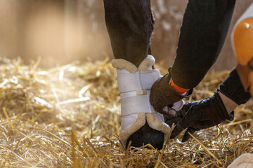 A rider puts tendon boots on a horse to protect its legs