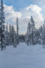 Forest near Lake Louise in Banff Park