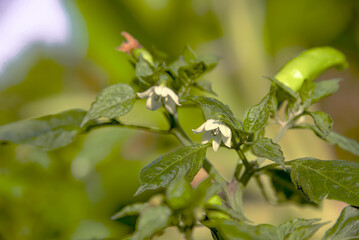 Chili flower blooming until the pollen is visible.