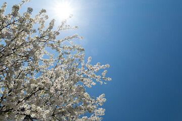 Sunlight Cherry Blossom