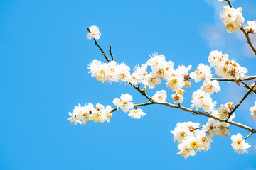 파란 하늘에 만발한 매화꽃