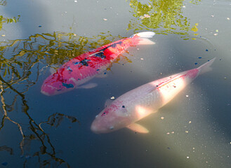 koi fish in the water