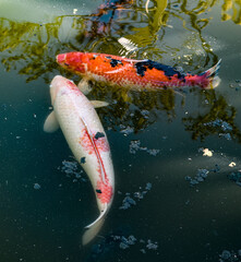 koi fish in the pond